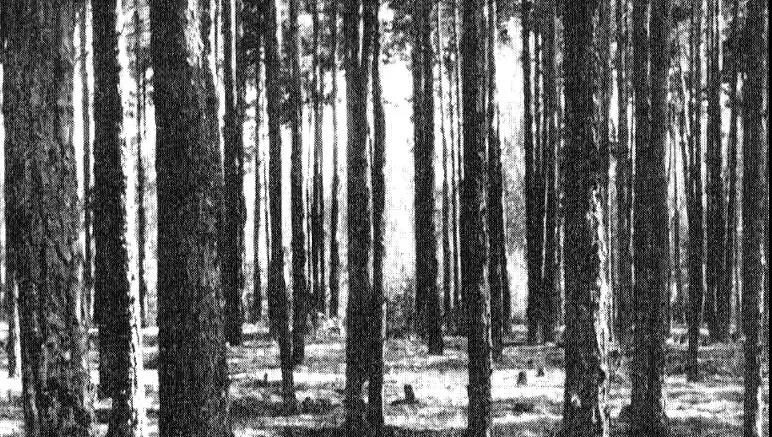 Valerio Olgiati建筑设计学生作品分析二,松林住宅